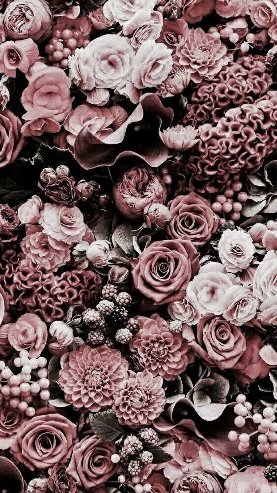Ninarose15 Nature Wallpaper Rose Pink Flower Rose Gold Ninarose15 Nature Wallpaper Rose Pink Flower Rose Gold