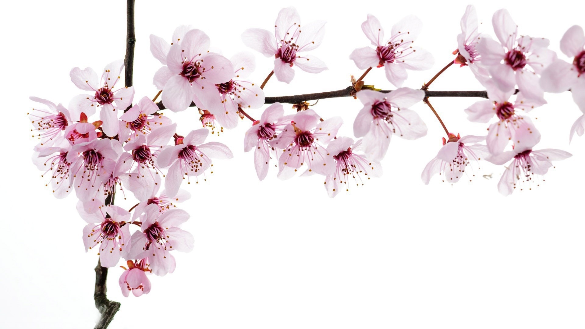 Flowers Cherry Blossoms Wallpapers Full Size - Branch Of Cherry Blossoms , HD Wallpaper & Backgrounds