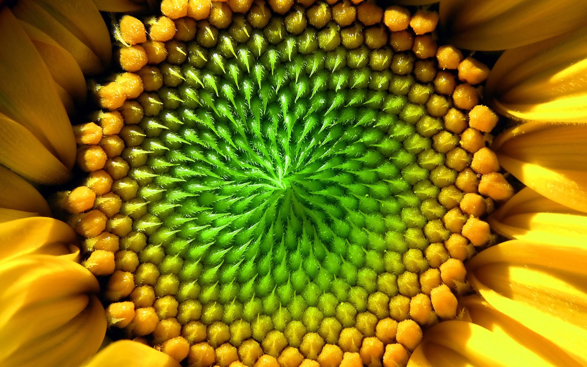 Mobile Wallpaper,flowers, Sunflowers, Flowers, Yellow, - Sunflower Macro Photography , HD Wallpaper & Backgrounds