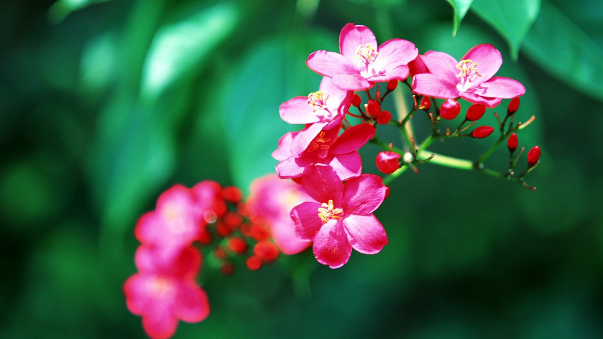 Tropical Flowers Hd - Hd Tropical Flower , HD Wallpaper & Backgrounds