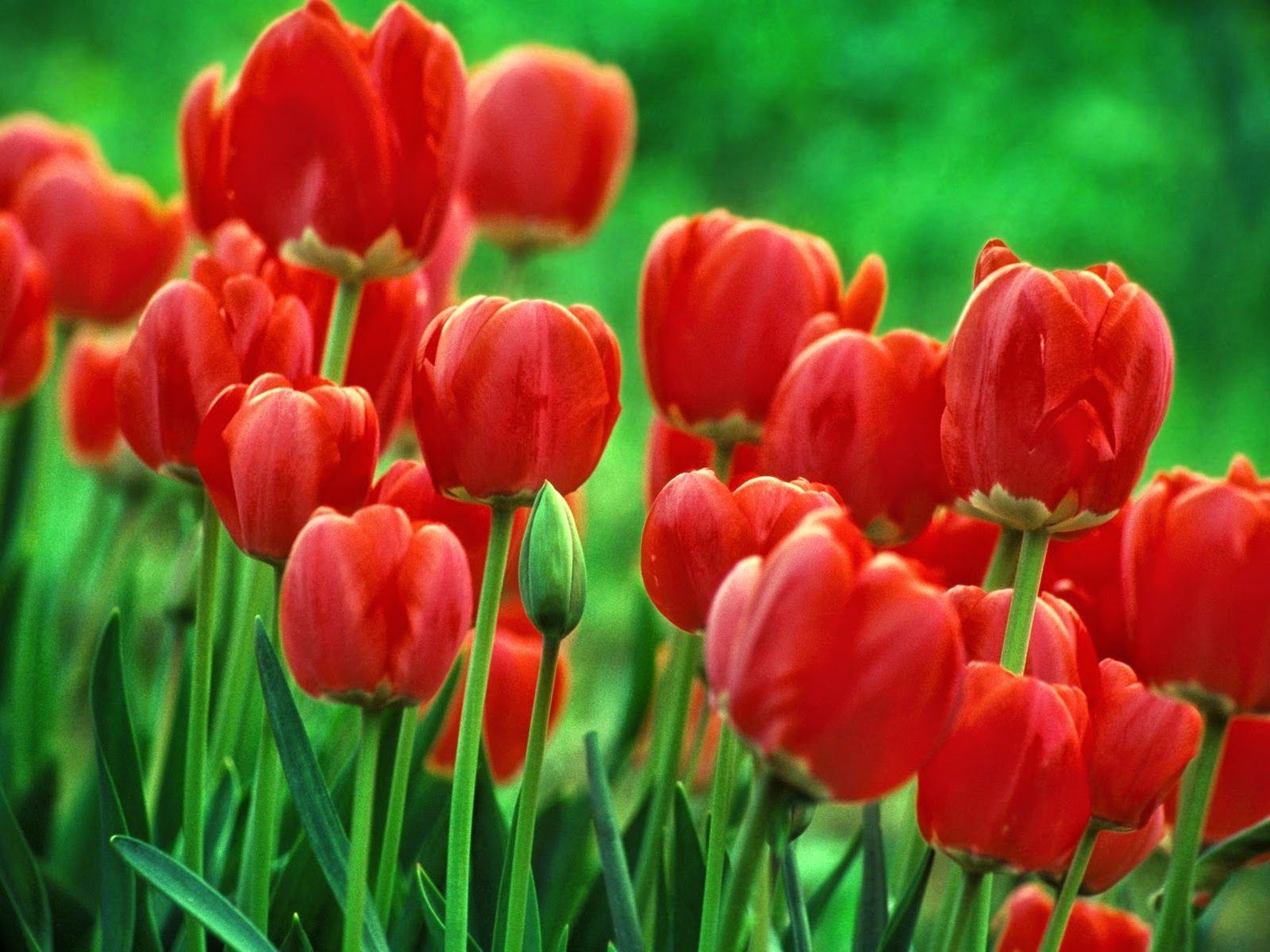 Collection Of Flower Wallpaper For Desktop Background - Red Tulip Flowers , HD Wallpaper & Backgrounds