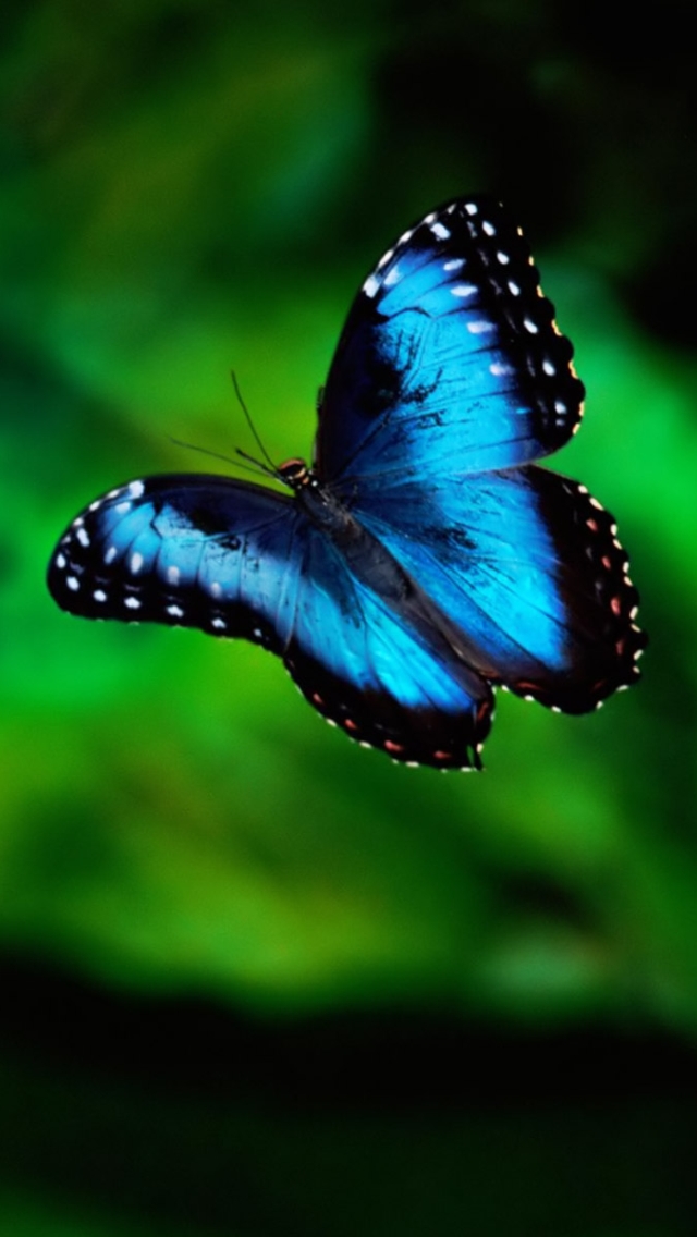 Iphone 5 Butterflies Wallpapers - Blue Morpho Butterfly , HD Wallpaper & Backgrounds