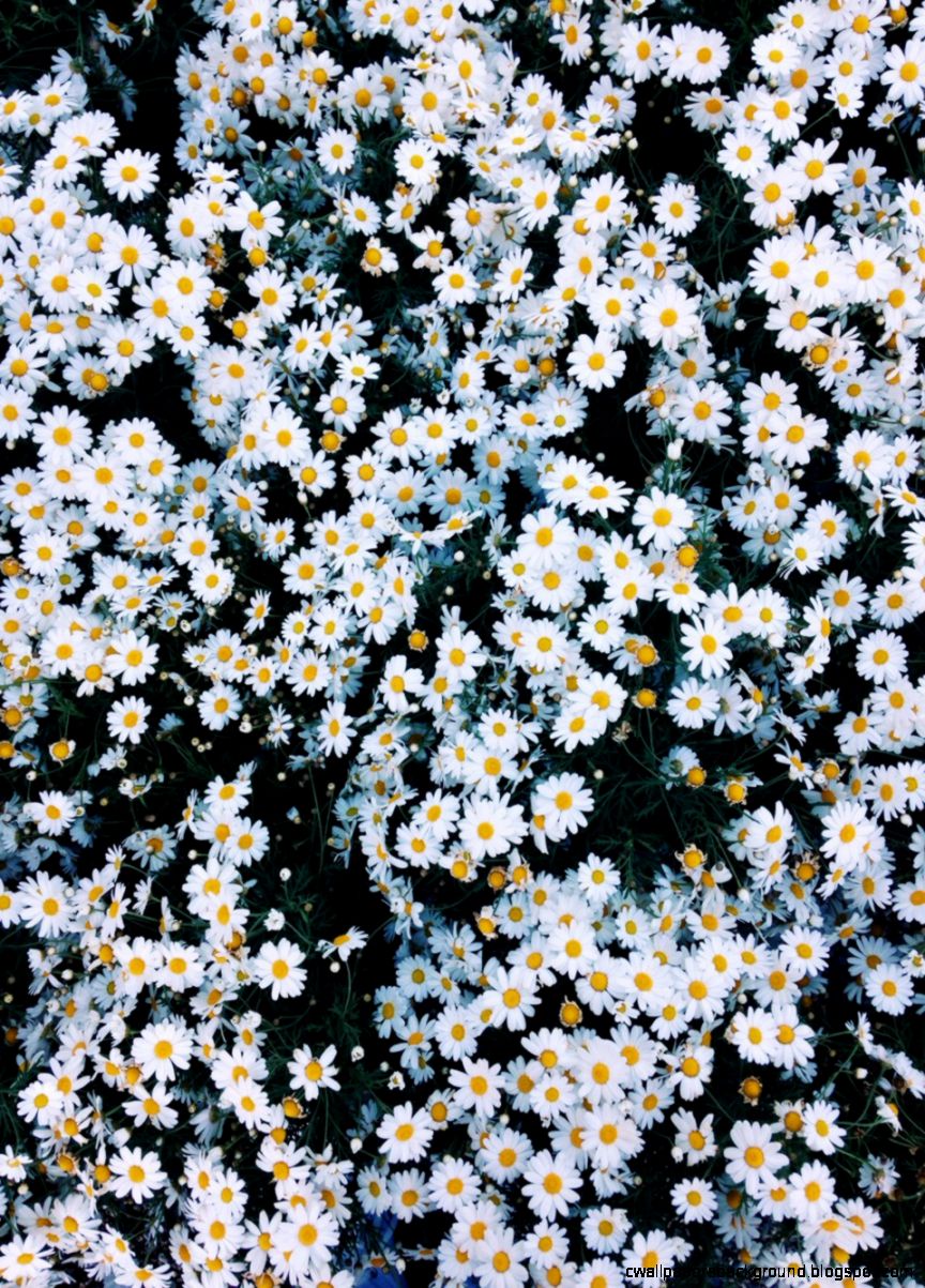 Daisy Flowers Tumblr Wallpaper Images - Daisies Background , HD Wallpaper & Backgrounds