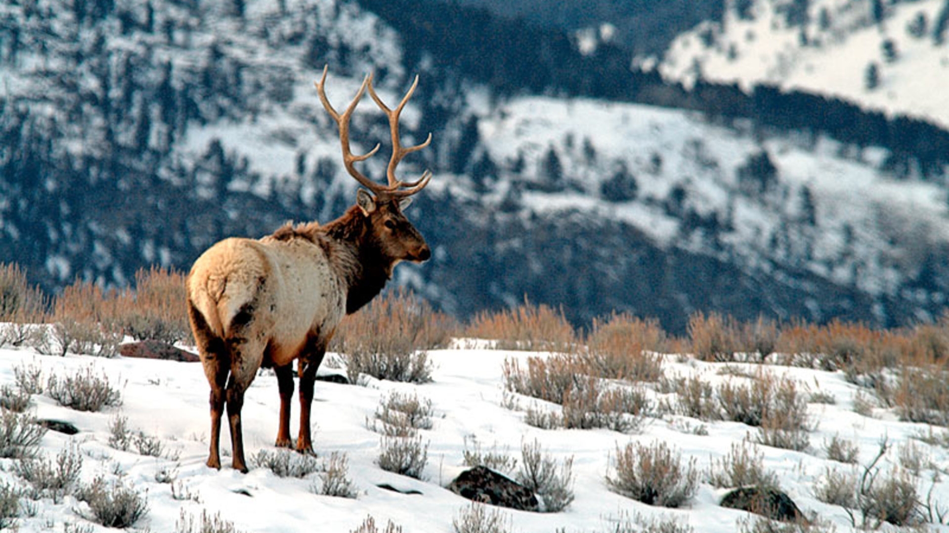 Elk In Snow Wallpaper - Elk Backgrounds , HD Wallpaper & Backgrounds