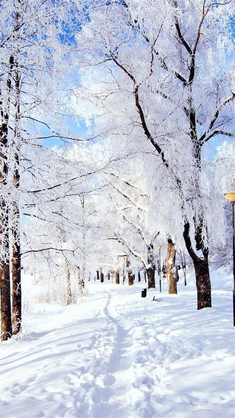 Snow Iphone Trail Trees Snow Frost Day Winter Iphone - Free Iphone Wallpaper Winter , HD Wallpaper & Backgrounds