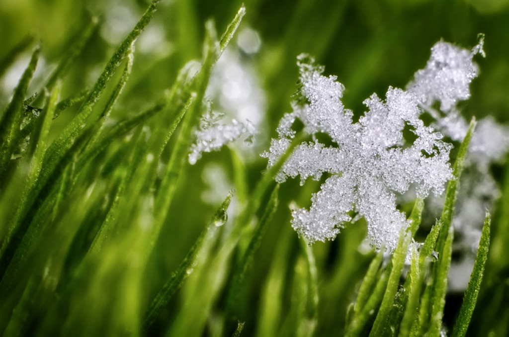 Grass In The Snow Wallpapers Hd - Macro Photography , HD Wallpaper & Backgrounds