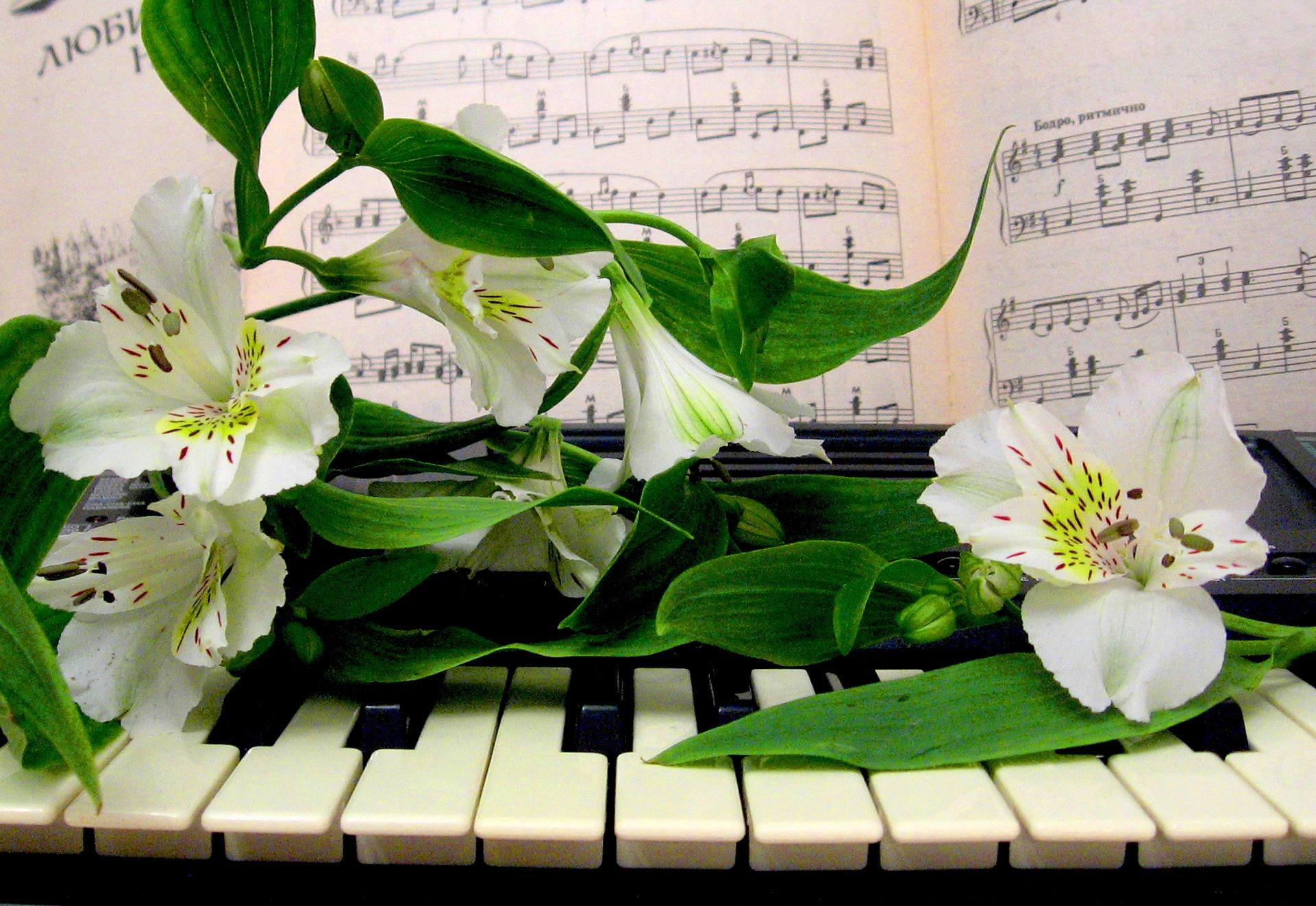 You're Beautiful, Piano, To You, Music, Flowers - Школьные Годы , HD Wallpaper & Backgrounds