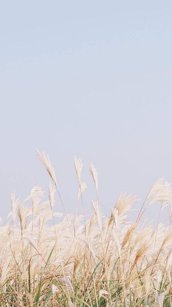 Before I Leave, I Would Like To Promote The Line Deco - Phragmites , HD Wallpaper & Backgrounds