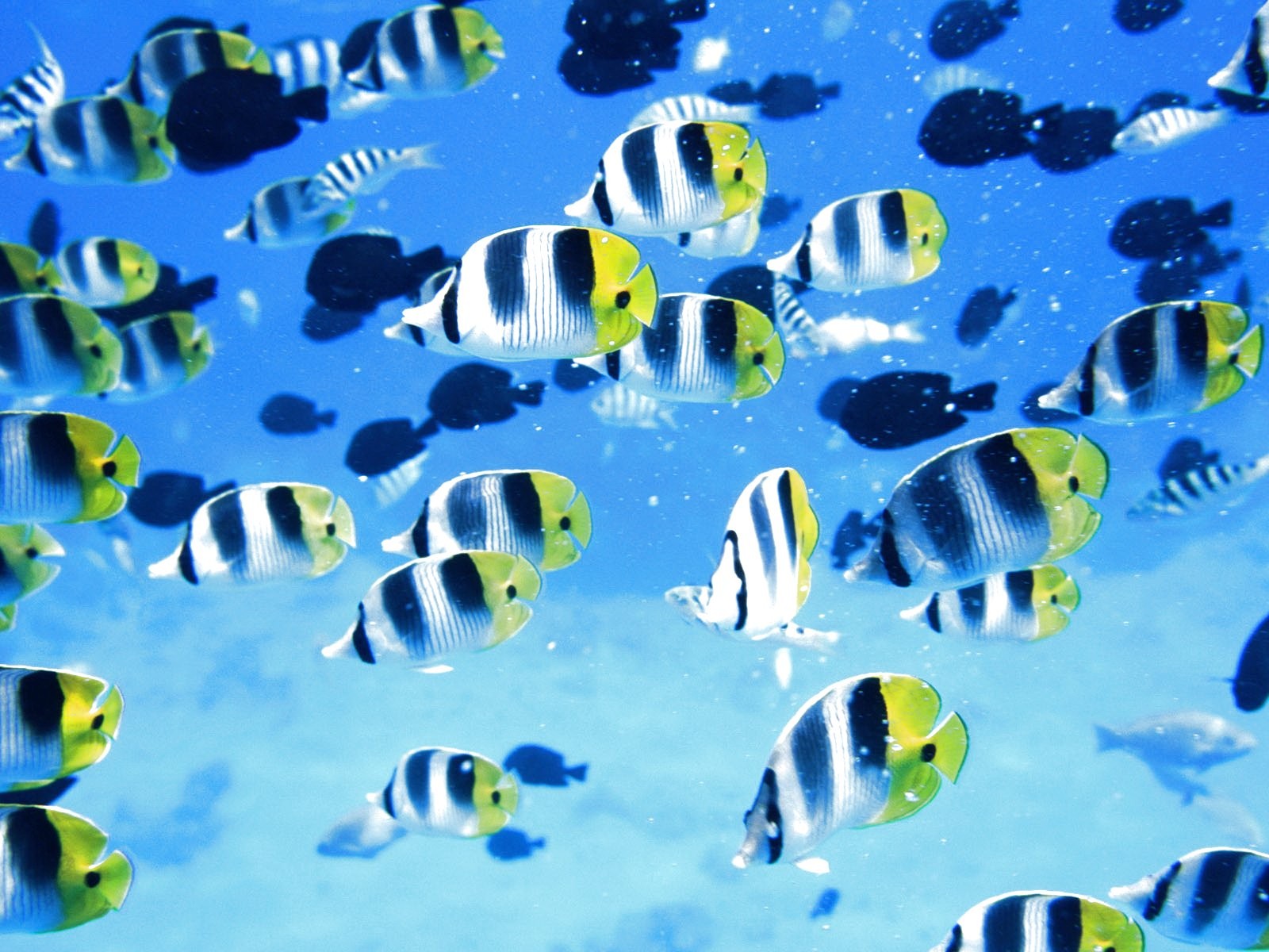 Ocean Sealife Nature Fishes Sea Fish Underwater Gold - Mooie Dieren Onderwater Achtergronden , HD Wallpaper & Backgrounds
