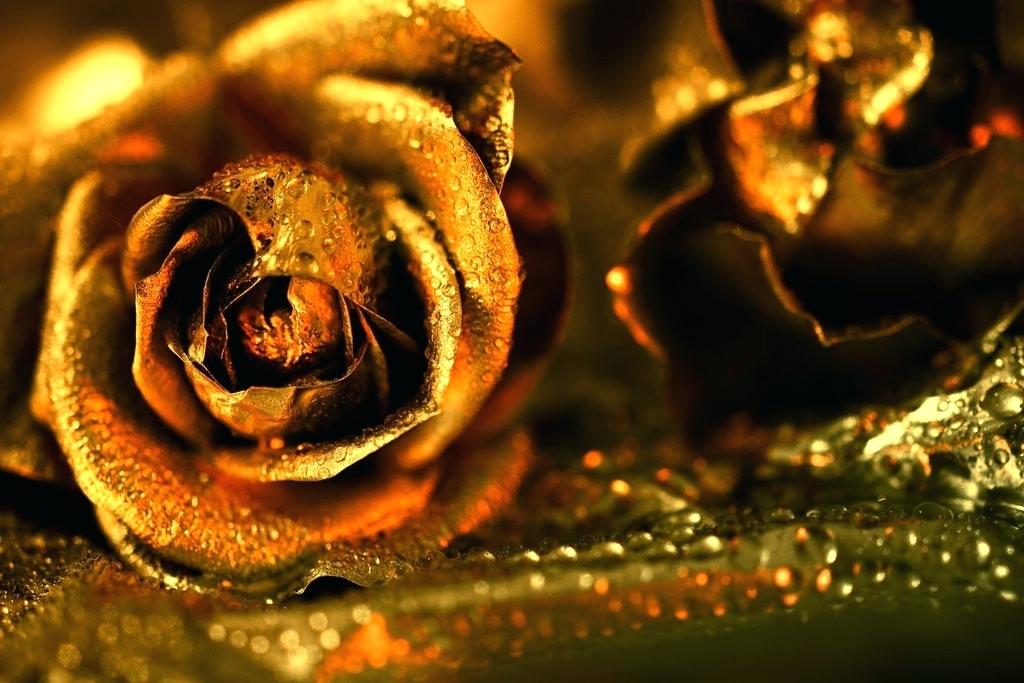 Gold Rose Wallpaper Golden Rose Desktop Wallpaper Gold - Golden Rose , HD Wallpaper & Backgrounds