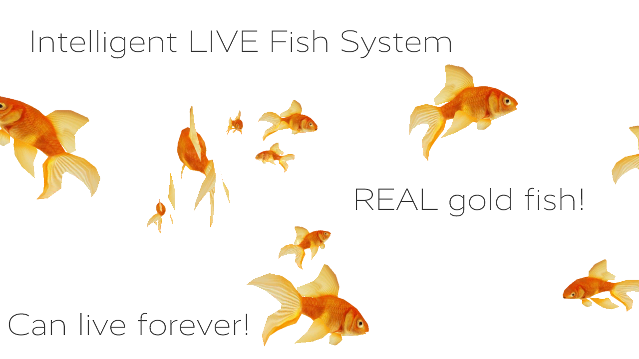 Goldfish , HD Wallpaper & Backgrounds
