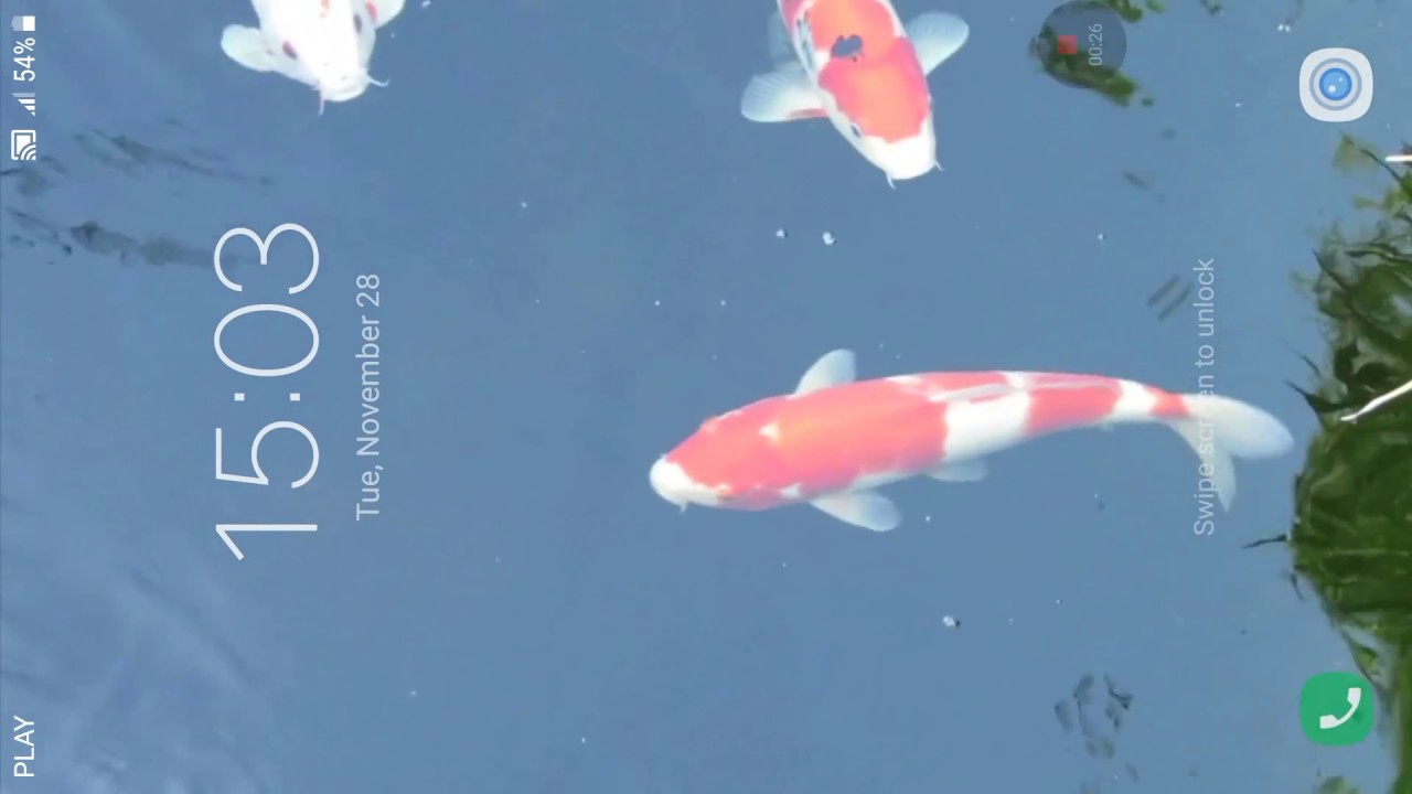 Koi Fish Live Wallpaper - Koi , HD Wallpaper & Backgrounds