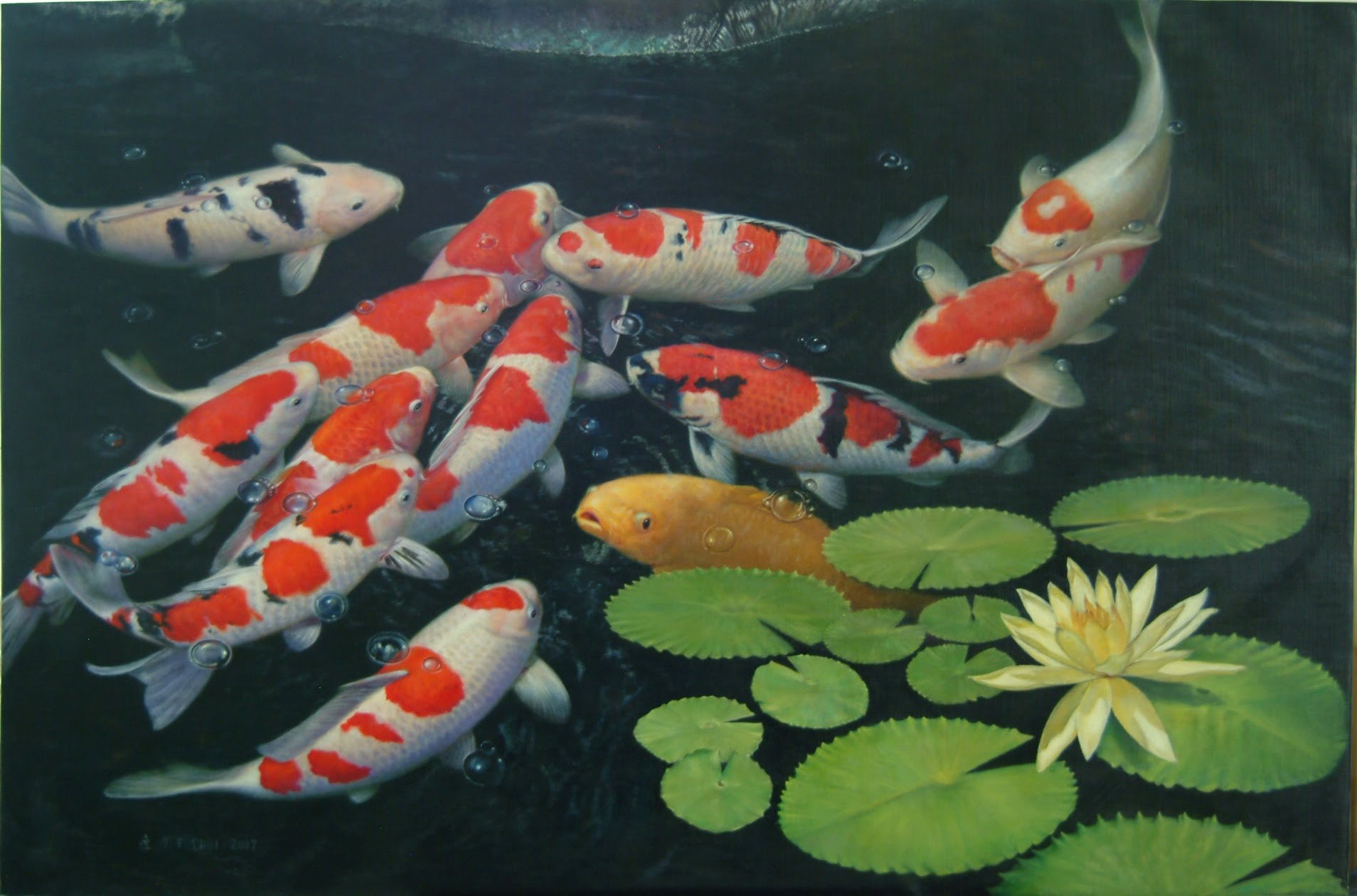 Koi Live Wallpaper - Japanese Koi Fish Pond , HD Wallpaper & Backgrounds