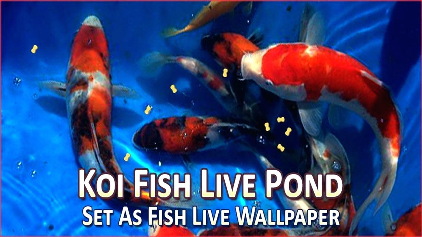 Koi Wallpapers Animated Wallpaper Beautiful Koi Fish - Marine Biology , HD Wallpaper & Backgrounds