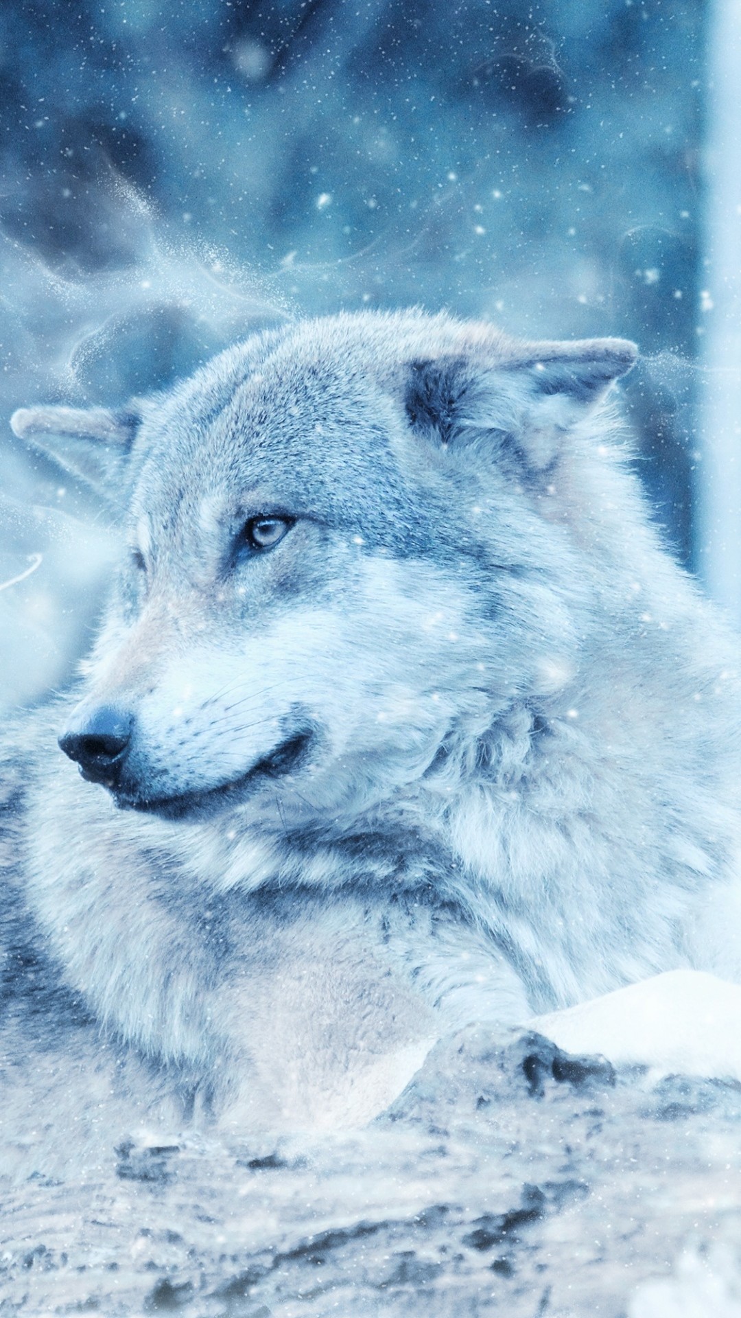 Snow Wallpaper Wolf , HD Wallpaper & Backgrounds