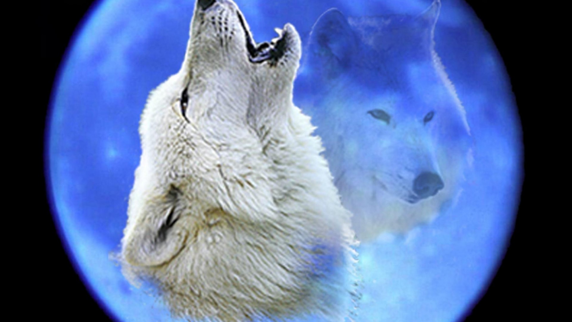 Blue Night Sky - Photography Gray Wolf Black And White Wolf Howling , HD Wallpaper & Backgrounds