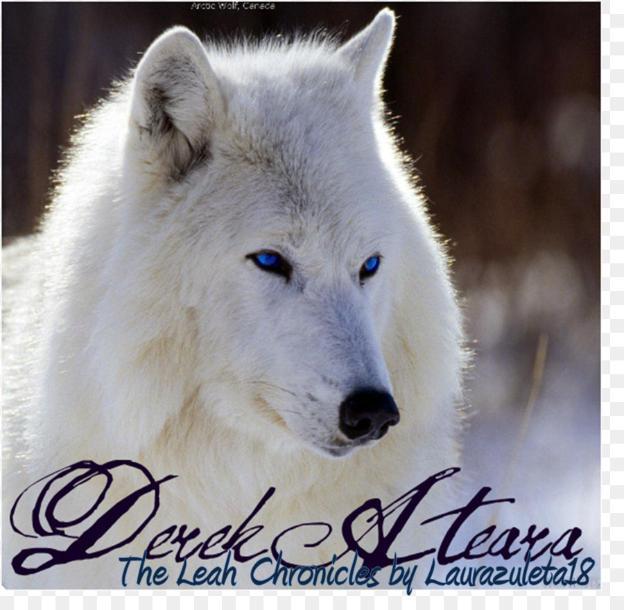 Dog Arctic Wolf Cat Animal Desktop Wallpaper - Beautiful Iphone Wallpaper Wolf , HD Wallpaper & Backgrounds