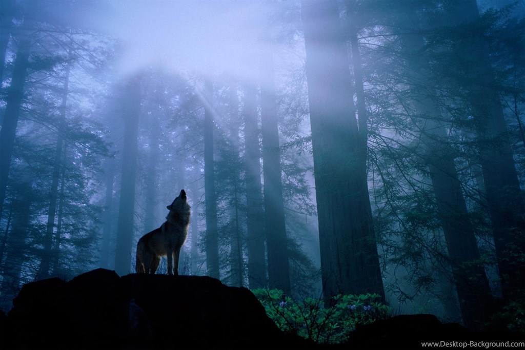 Wild Wolf In Forest , HD Wallpaper & Backgrounds