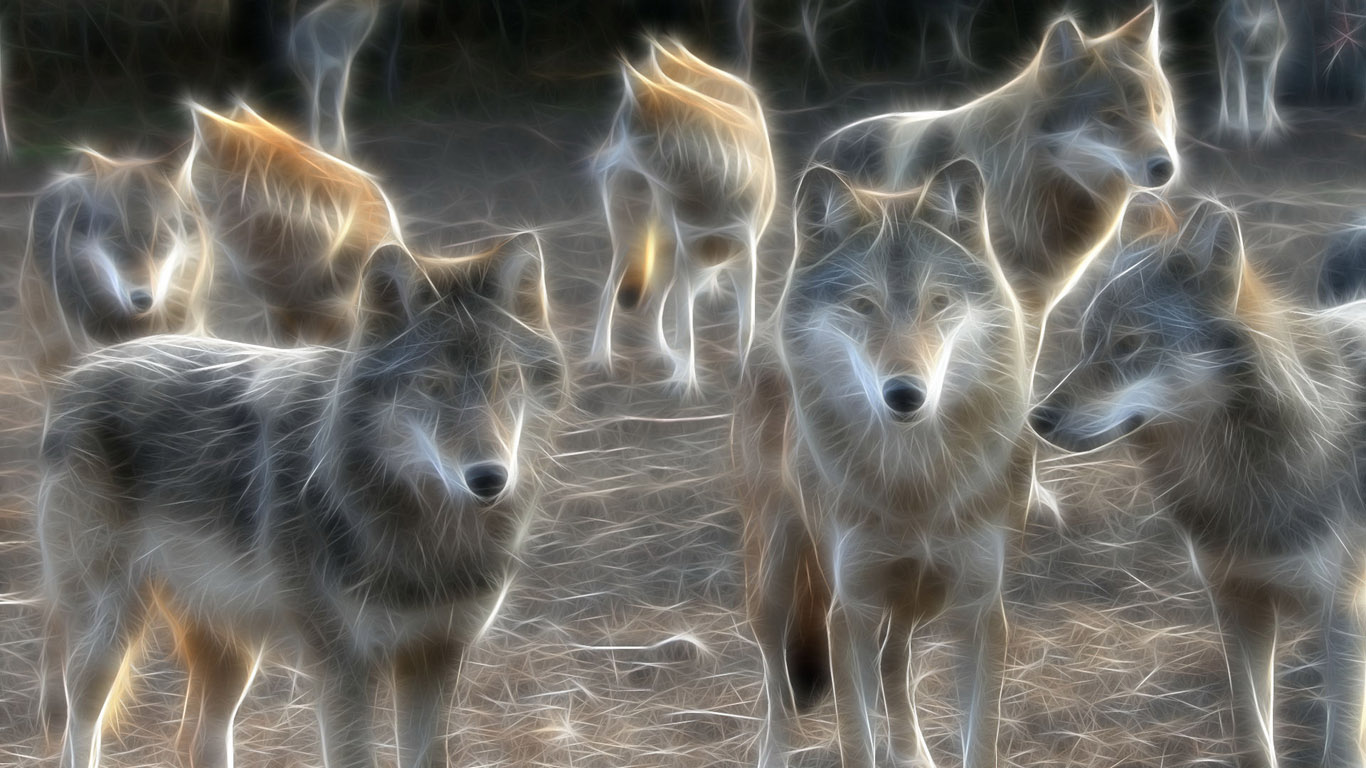 Animated Wolf Wallpaper The Incredible World Of Photos - Animals Wallpaper Hd 3d , HD Wallpaper & Backgrounds