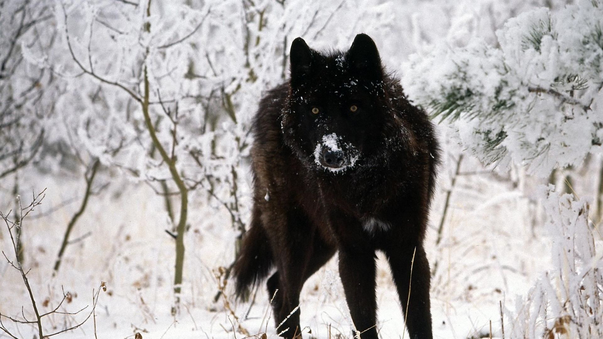 Black Wolf Wallpapers Hd Cool Phone Backgrounds Amazing - Black Wolf Full Hd , HD Wallpaper & Backgrounds
