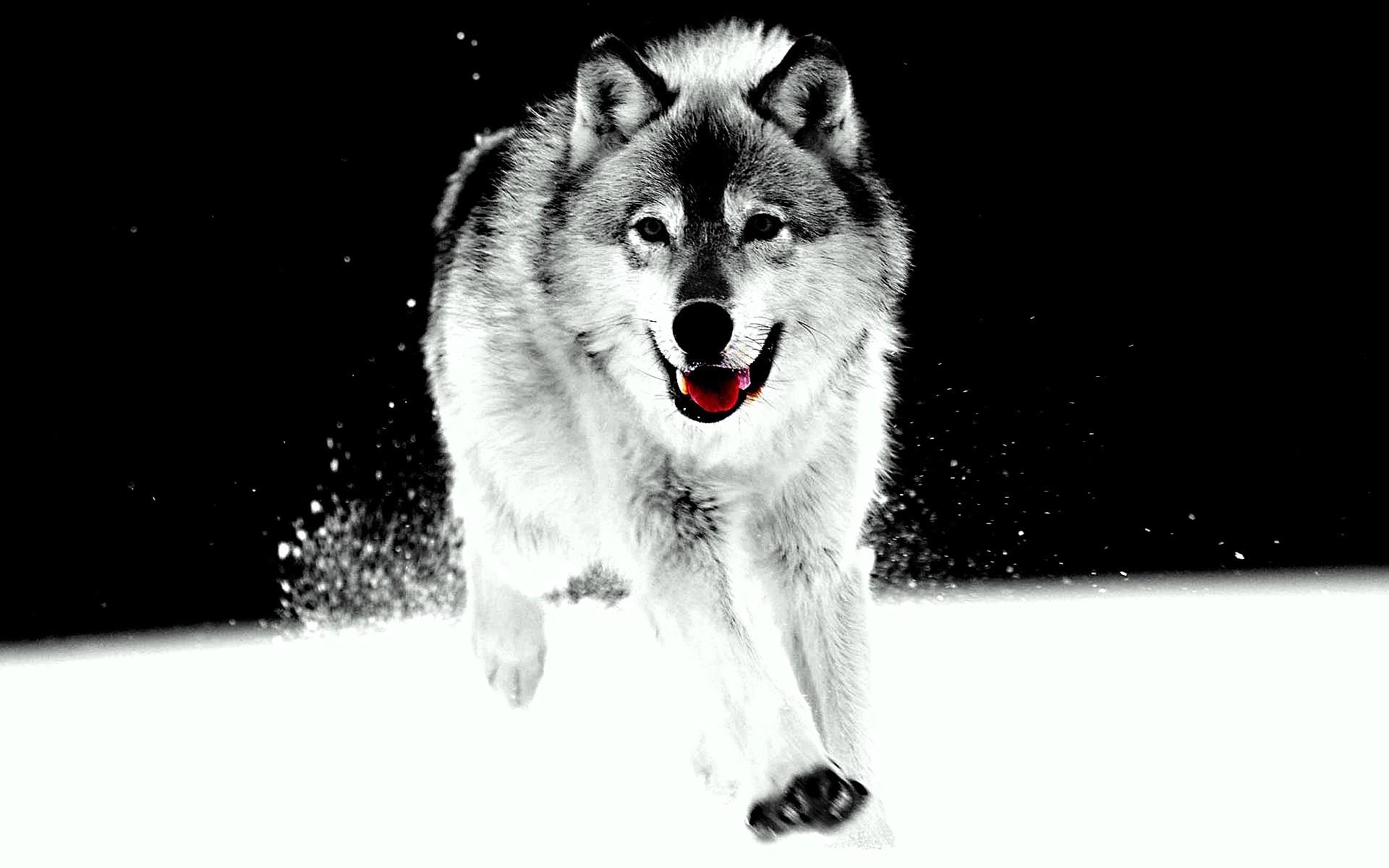White Wolf Wallpapers Phone Hd Wallpaper Of Wolf Of Game Of White Wolf Wallpapers Phone Hd Wallpaper Of Wolf Of Game Of