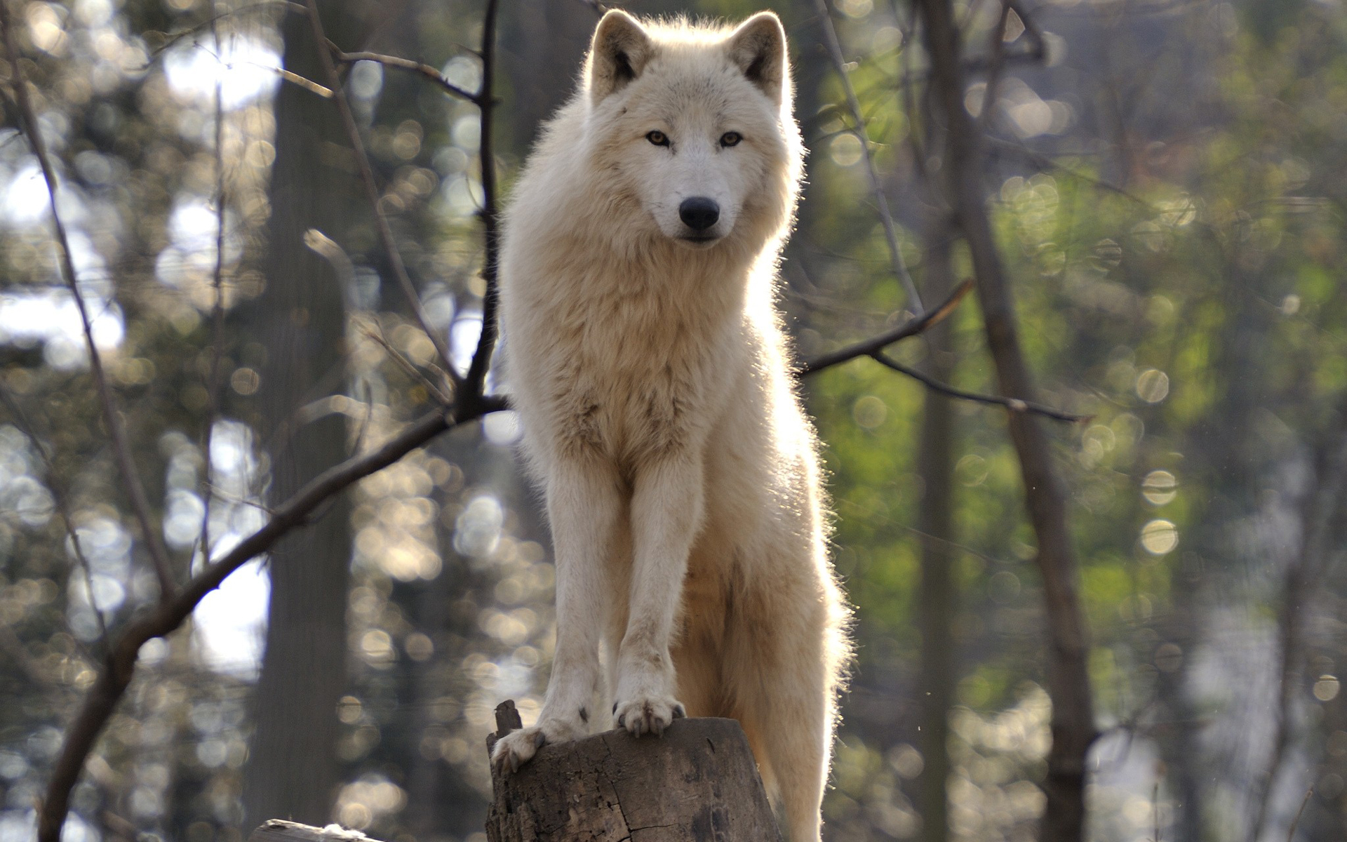 White Wolf Wall Paper , HD Wallpaper & Backgrounds