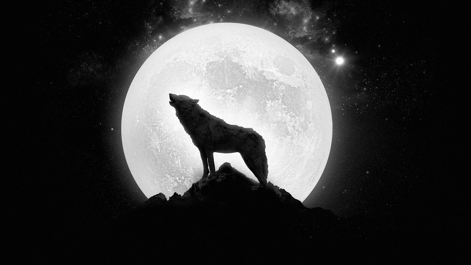 Hd Lone Wolf Pics - Lone Wolf Wallpapers Hd , HD Wallpaper & Backgrounds