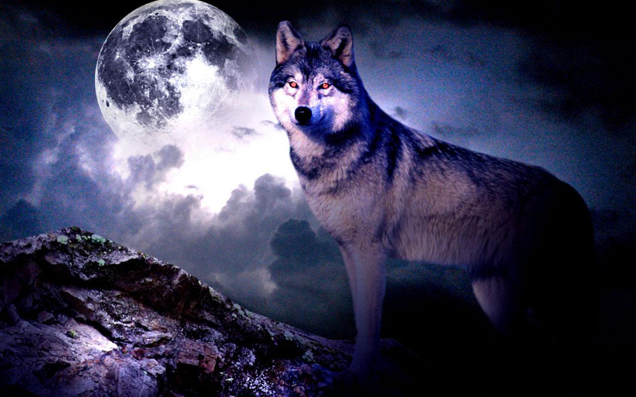 3d Wolf Wallpaper Apk Download Hd Wallpaper Backgrounds Download 3d Wolf Wallpaper Apk Download Hd Wallpaper Backgrounds Download