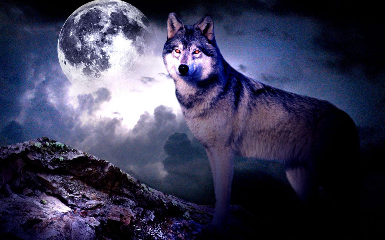 3d Wolf Wallpaper Apk Download , HD Wallpaper & Backgrounds