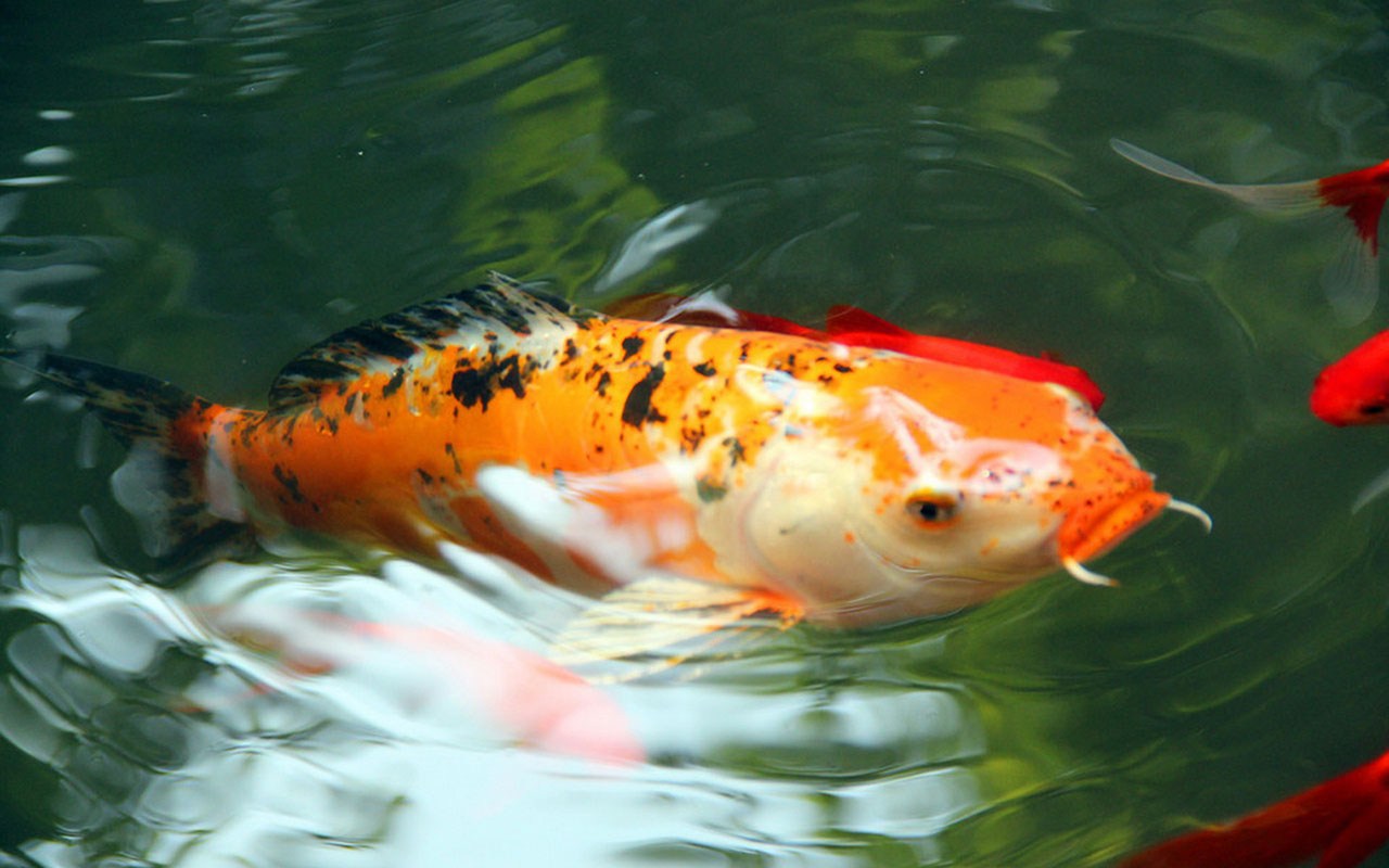 Koi - 鯉魚 高清 , HD Wallpaper & Backgrounds