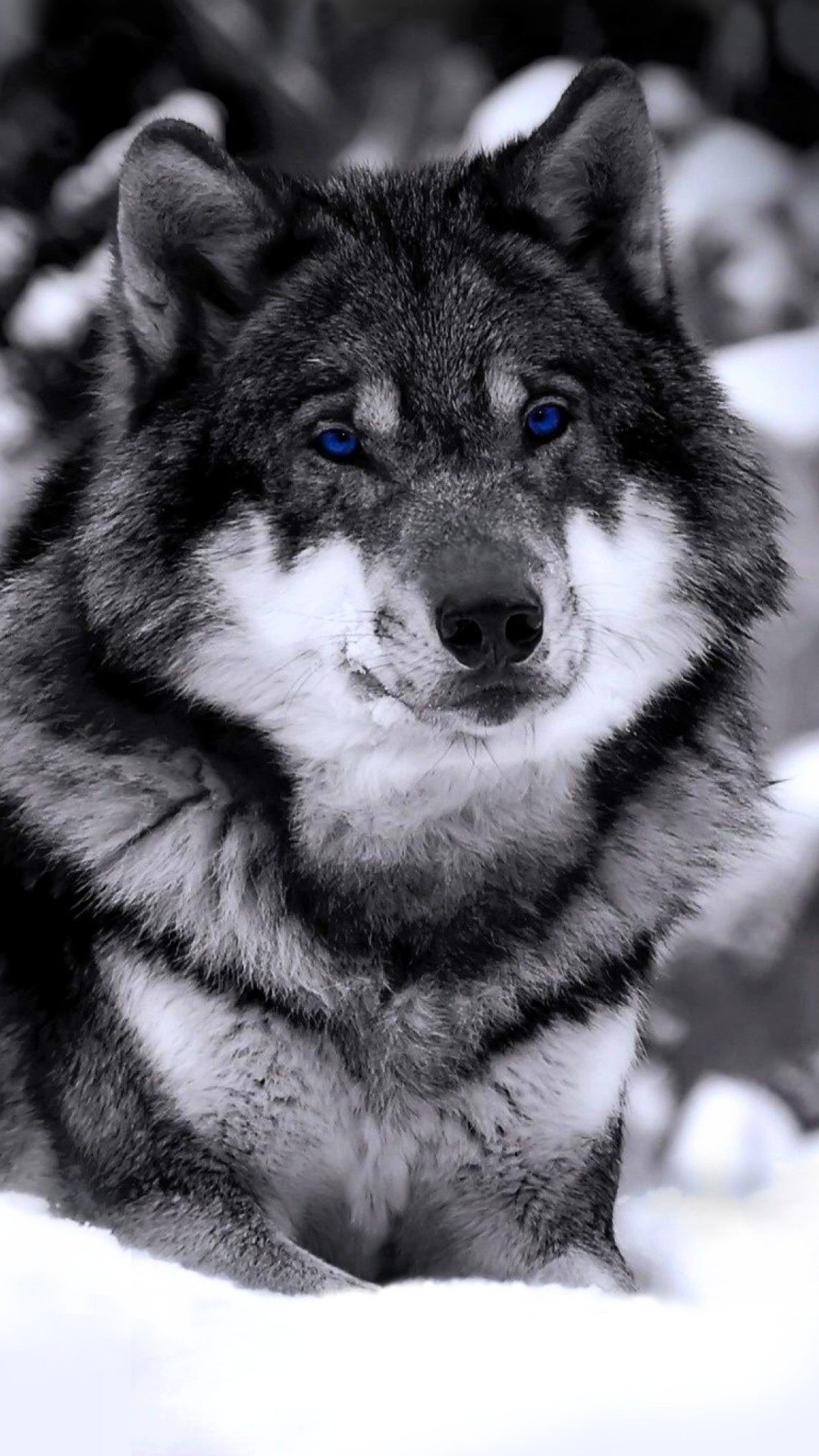 This Is My Favorite Wolf Wallpaper - Wolf Hd Wallpaper 9 16 , HD Wallpaper & Backgrounds