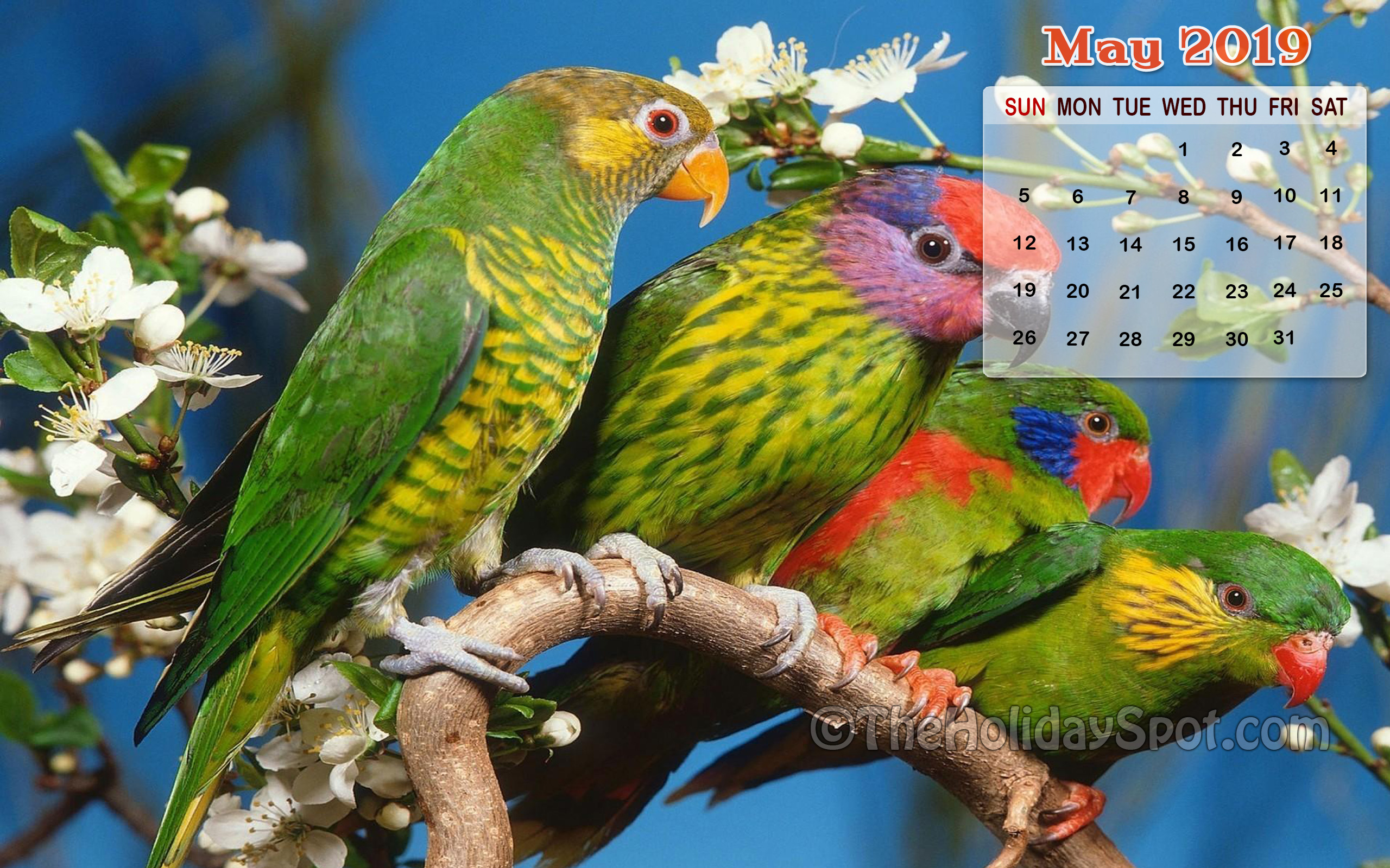 May 2019 Calendar Wallpaper - Beautiful Wild Animals Hd , HD Wallpaper & Backgrounds