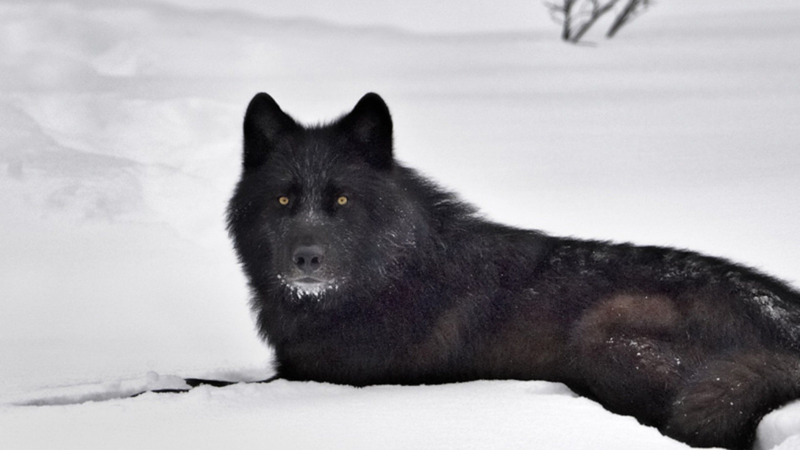 Black Wolf In Snow Wallpaper - Black Wolf White Wolves , HD Wallpaper & Backgrounds