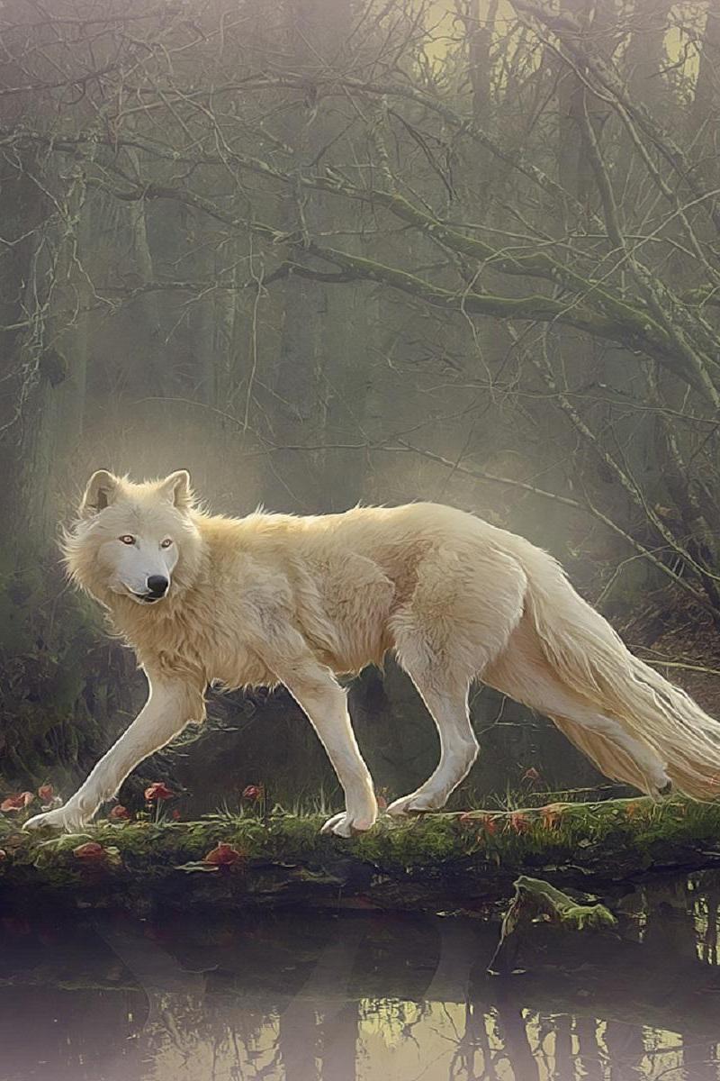 Beautiful White Wolf Wallpaper Iphone Resolution Wolf Wallpaper Iphone White Hd Wallpaper Backgrounds Download