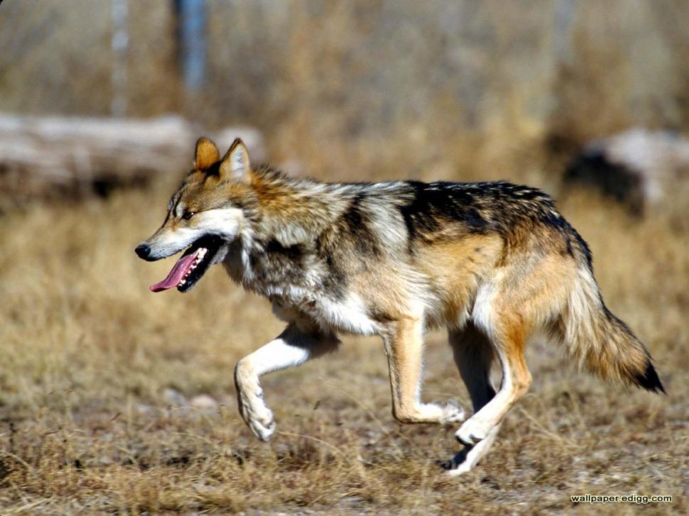 Mexican Wolf Animals Lobo Lone Solitude Wolf Hd Wallpaper - Mexican Gray Wolf , HD Wallpaper & Backgrounds