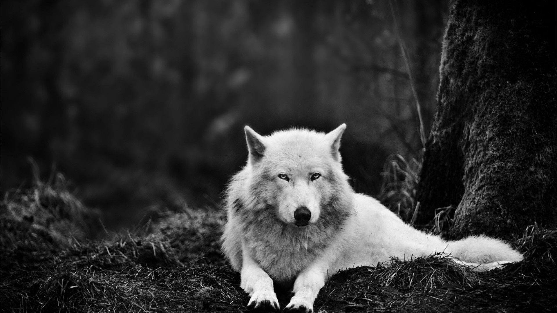 Free Wolf Wallpaper Phone « Long Wallpapers - Wolf , HD Wallpaper & Backgrounds