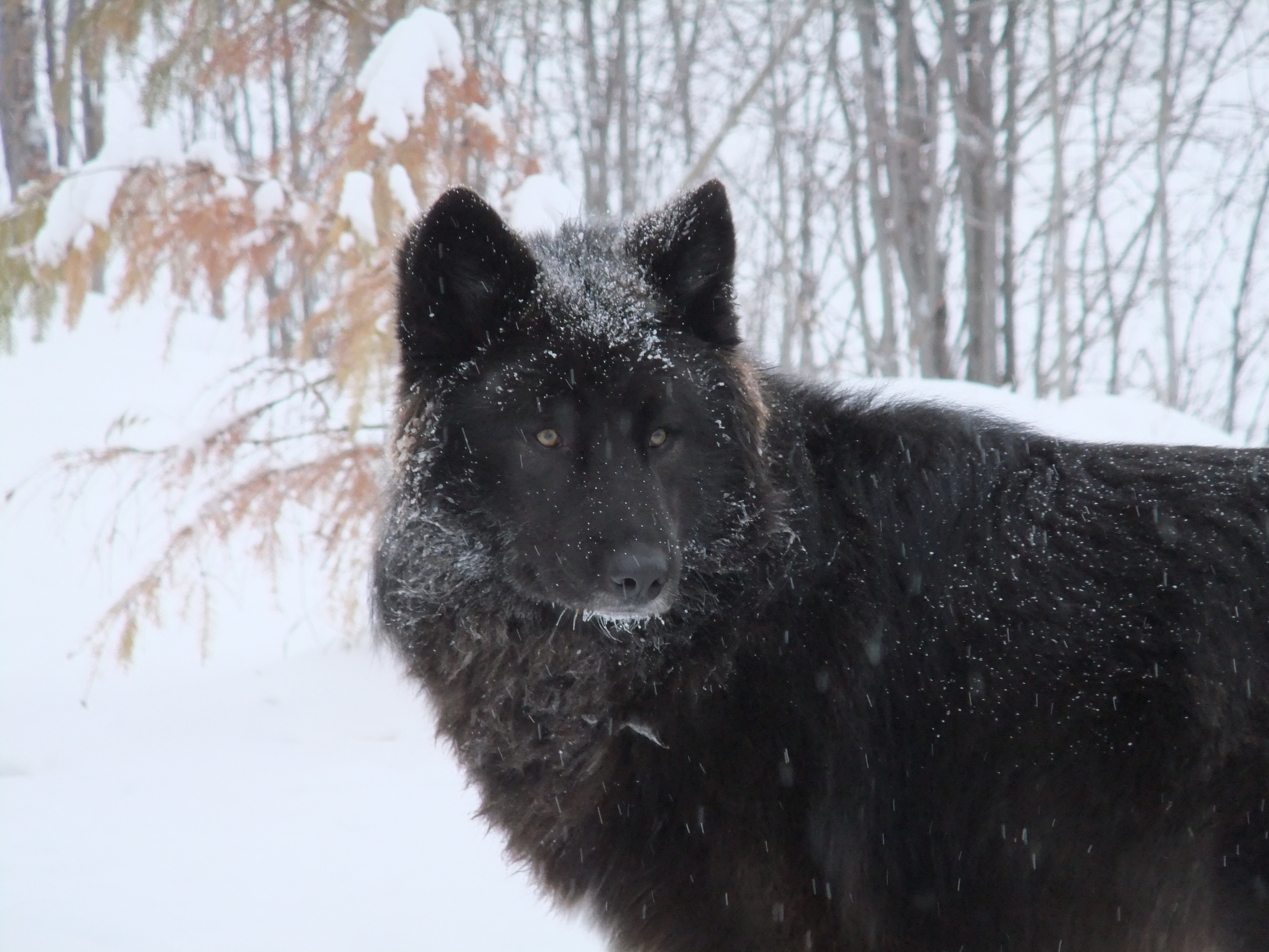 Black Wolf , HD Wallpaper & Backgrounds