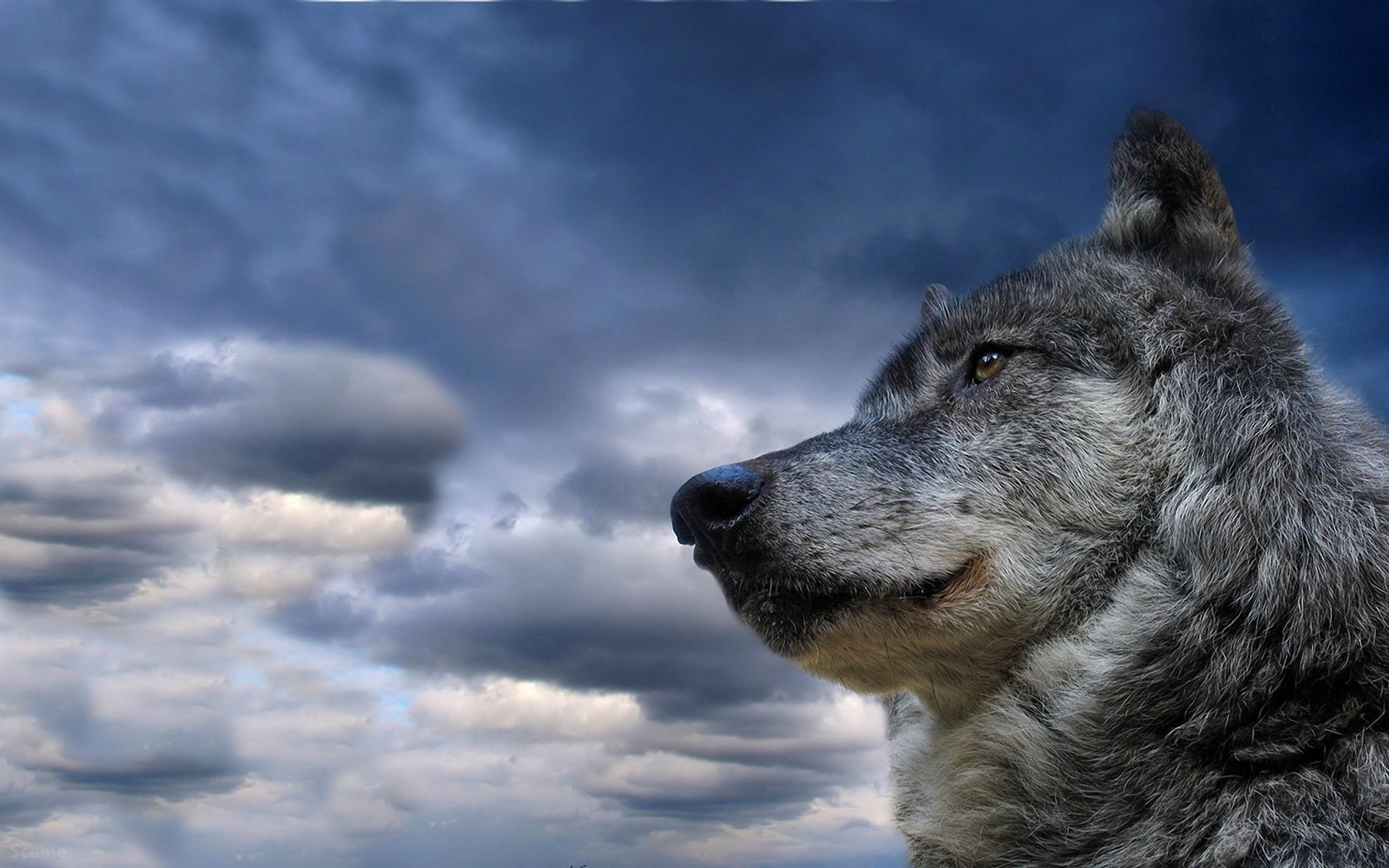 Wolf Widescreen Wallpaper - Happy New Year Wolf , HD Wallpaper & Backgrounds