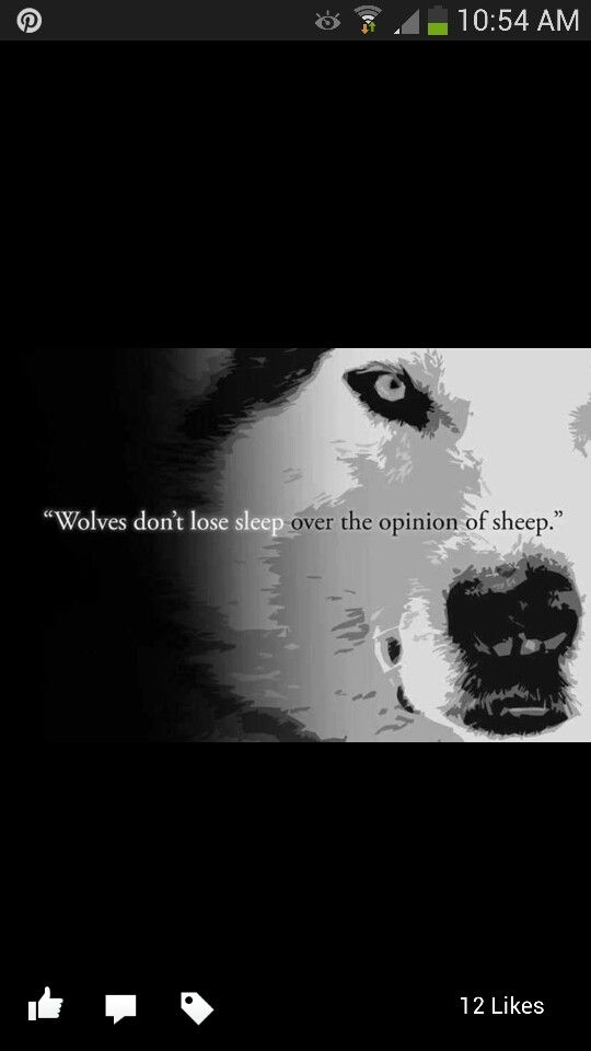 The Quote, Not The Wolf - Dont Let People Bother You , HD Wallpaper & Backgrounds