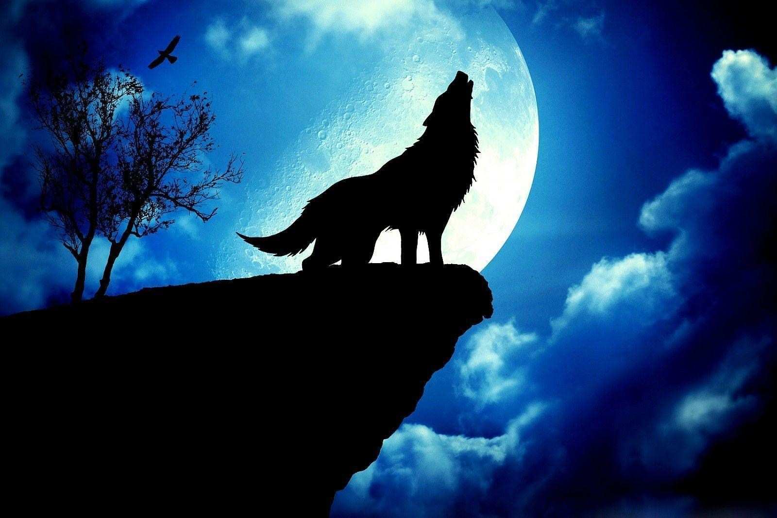 Hd Wolf Wallpapers Wallpaper Cave - Moon Wolf , HD Wallpaper & Backgrounds
