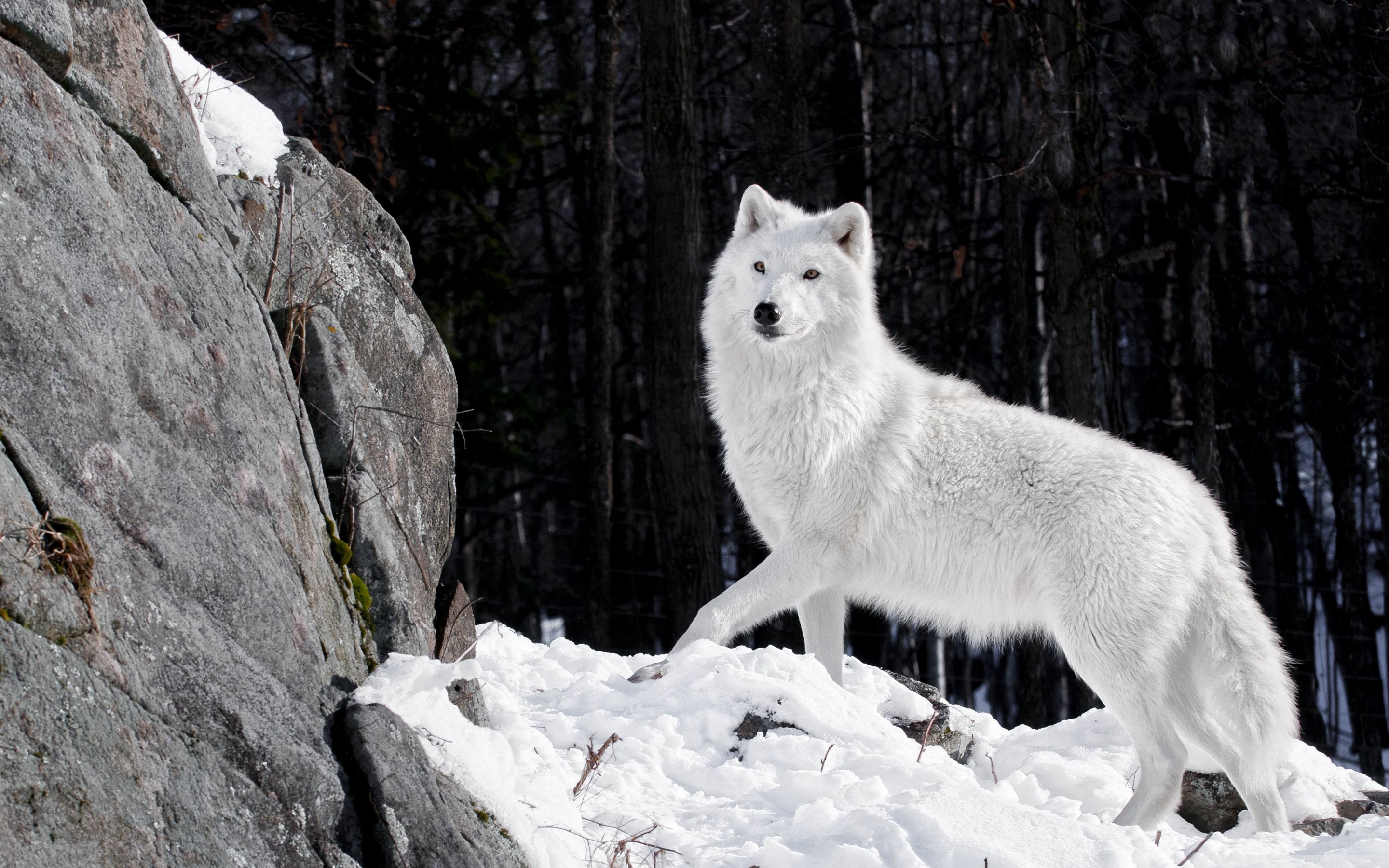 Wide - White Wolf Full Hd , HD Wallpaper & Backgrounds