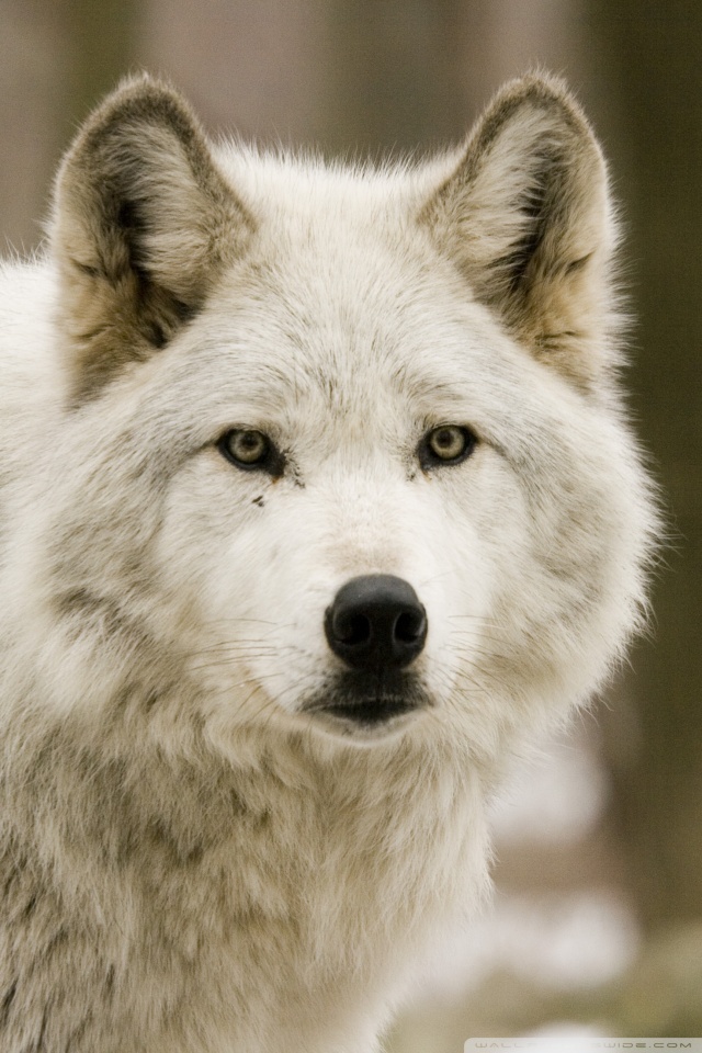 Mobile Hvga - White Wolf Iphone Wallpaper Hd , HD Wallpaper & Backgrounds