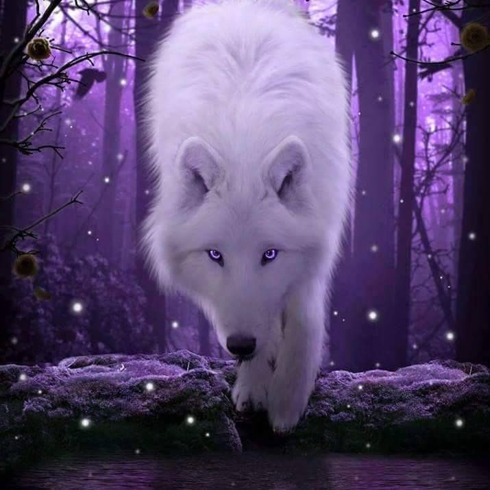 Purple - White Wolf With Purple Eyes , HD Wallpaper & Backgrounds