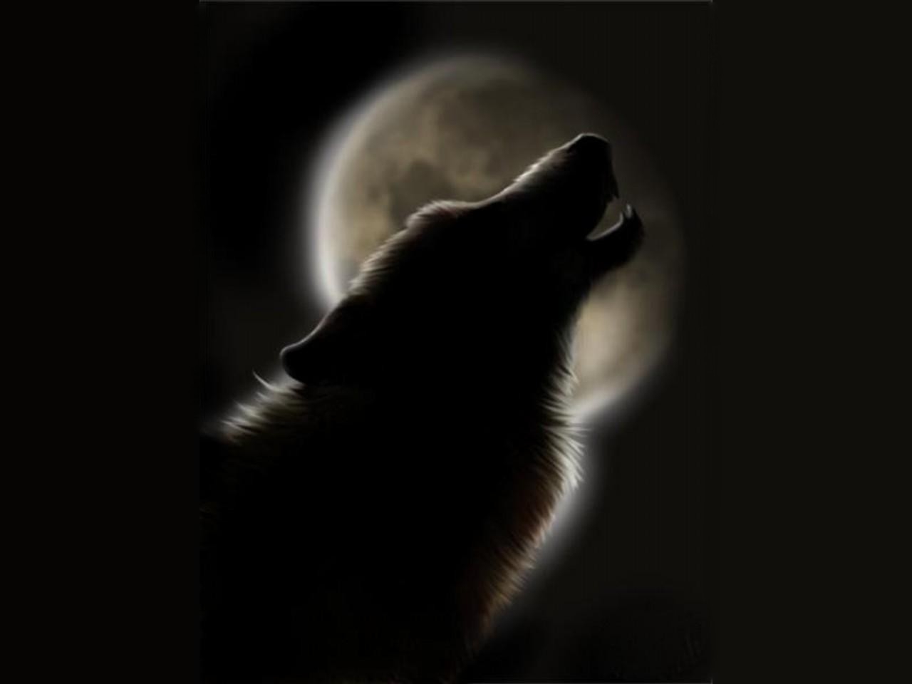 Howling Wolf Wallpapers - Wolves Howling Quotes , HD Wallpaper & Backgrounds