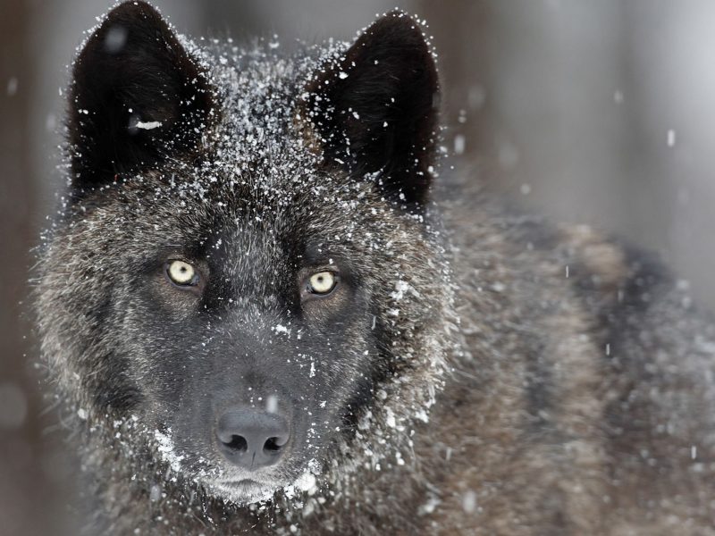 Black Wolf Wallpaper - Timberwolf Dogs , HD Wallpaper & Backgrounds