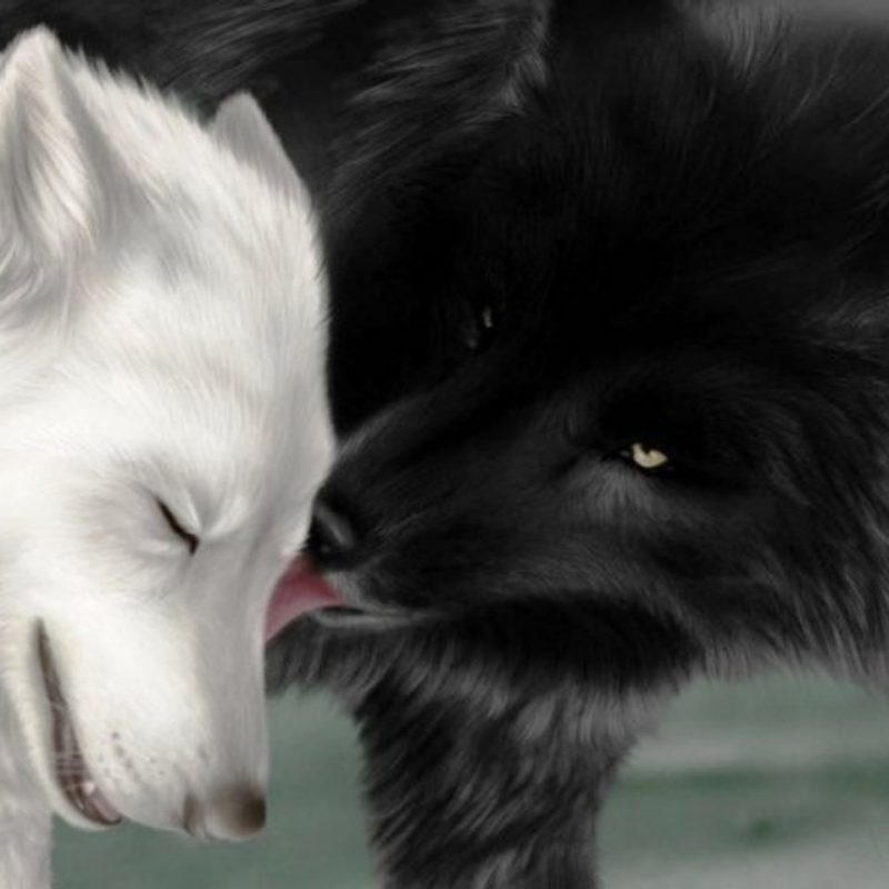 10 Top Black And White Wolves Together Wallpaper Full - Love White Wolf And Black Wolf , HD Wallpaper & Backgrounds