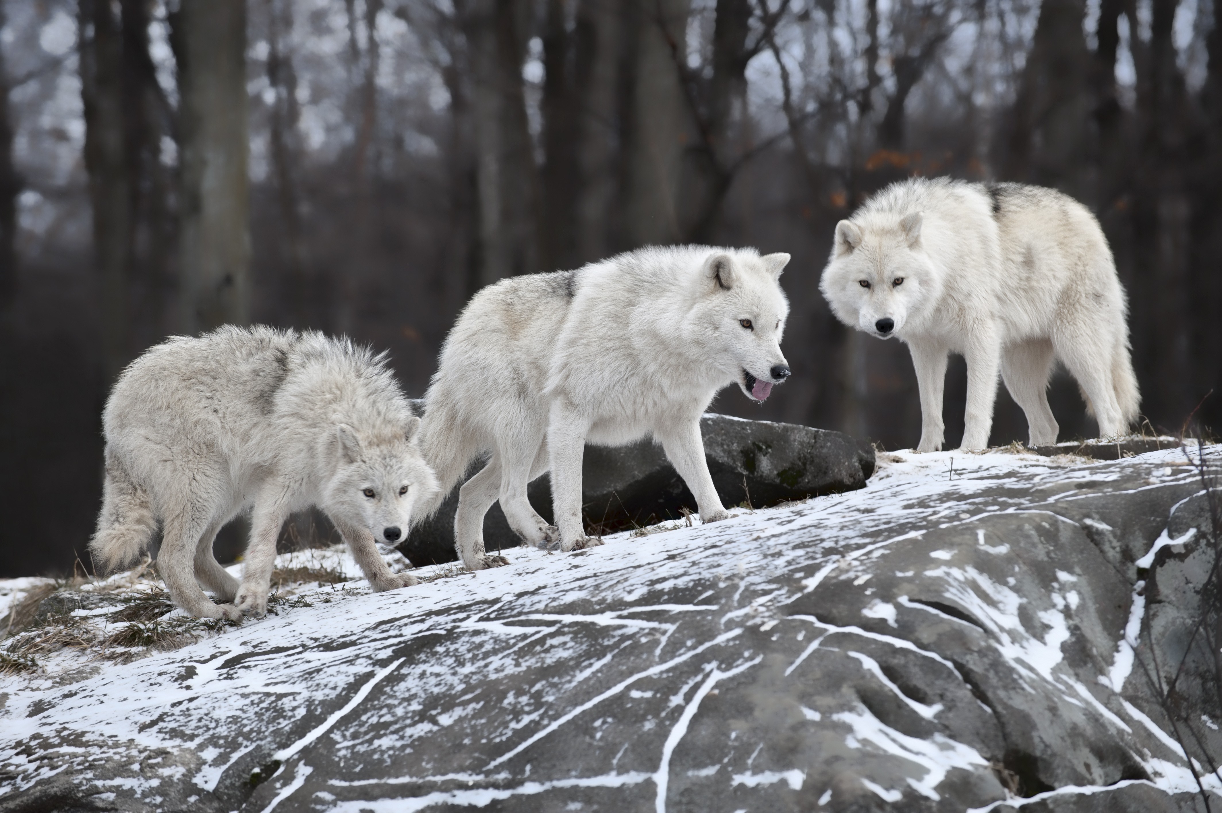 Nature Animals White Wolf Wolves Wallpaper - 5 Piece Canvas Wolf , HD Wallpaper & Backgrounds