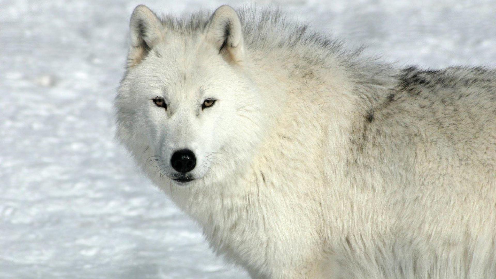 Hd Arctic Wolf Wallpapers , HD Wallpaper & Backgrounds