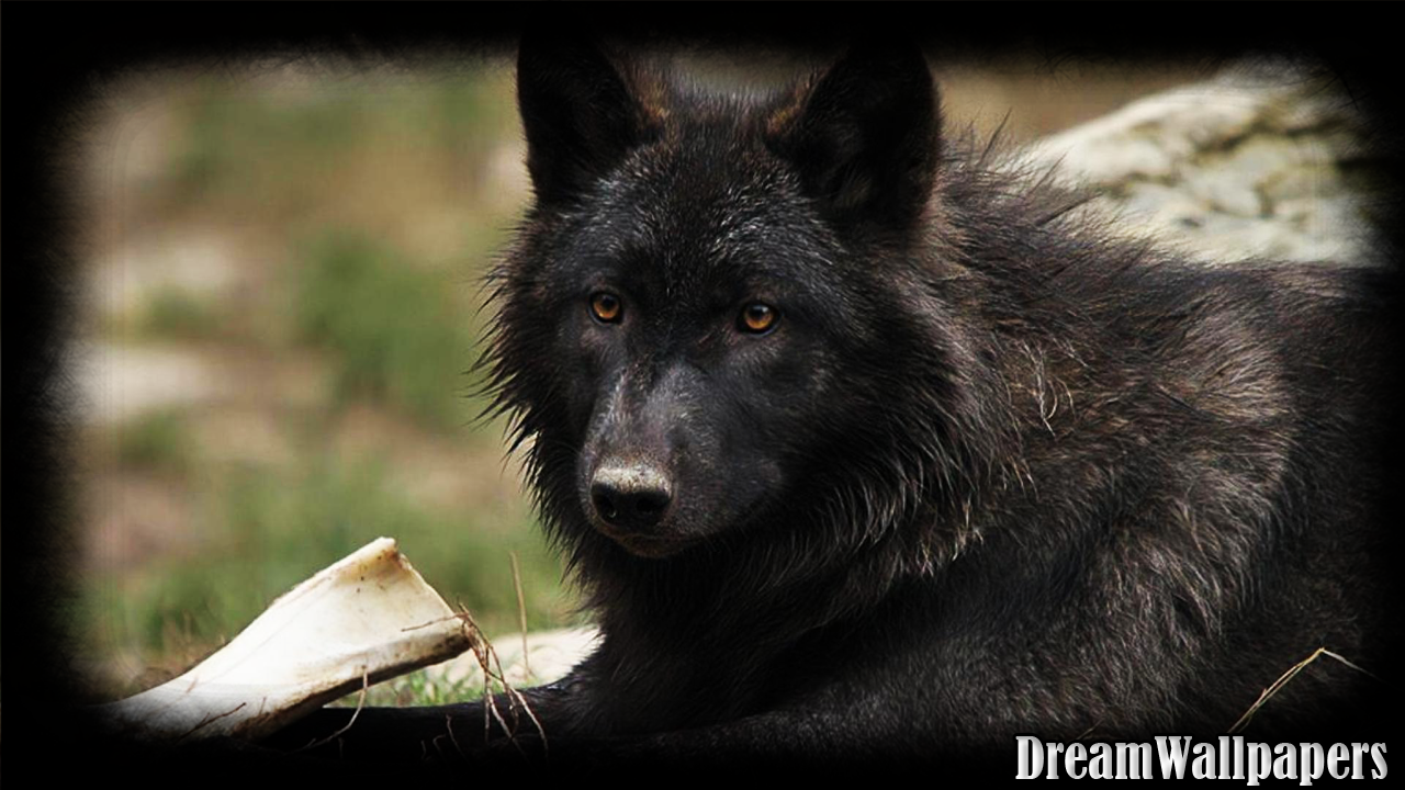 Black Wolf Wallpaper - Black Wolf , HD Wallpaper & Backgrounds