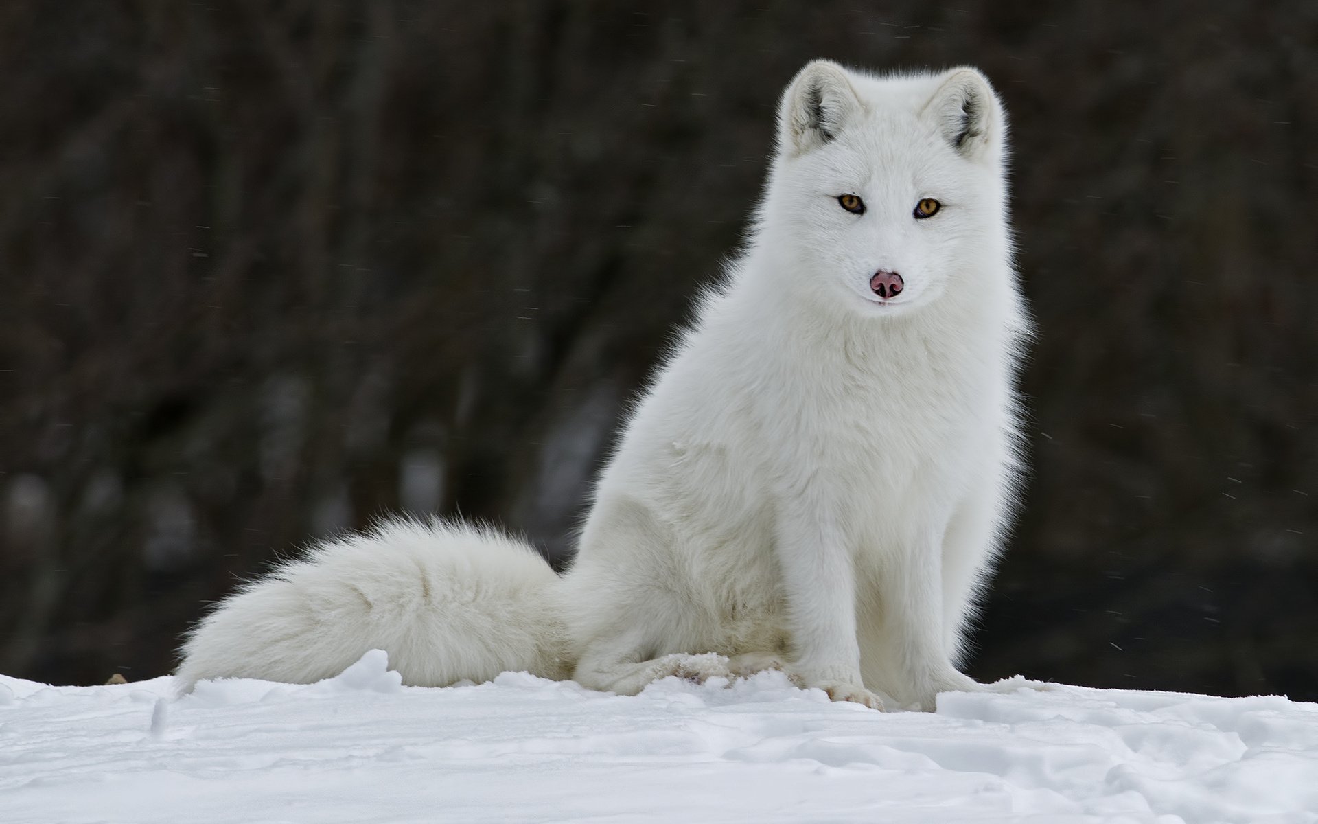 Snow White Wolf Wallpaper Hd - Free Pictures Of Arctic Fox , HD Wallpaper & Backgrounds